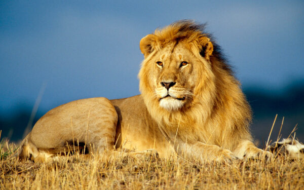 Wallpaper Lion, King, African