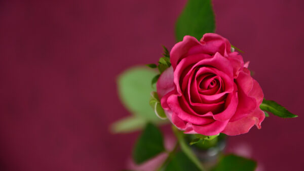 Wallpaper Rose, Pink