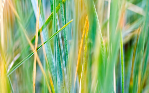 Wallpaper Grass