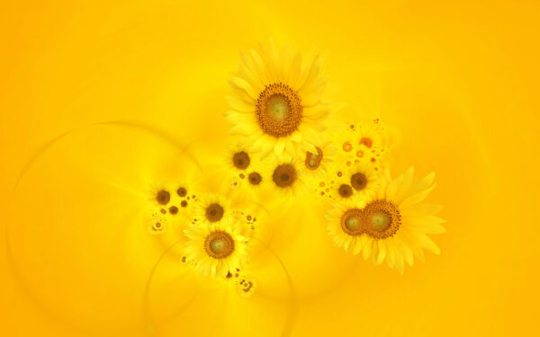 Wallpaper Yellow, Bright, Sunflowers