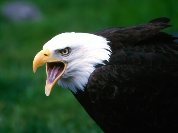 Wallpaper Eagle, Screaming