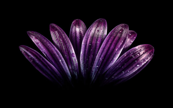 Wallpaper Flower, Purple, Dark