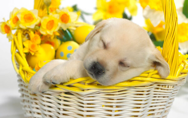 Wallpaper Snooze, Springtime