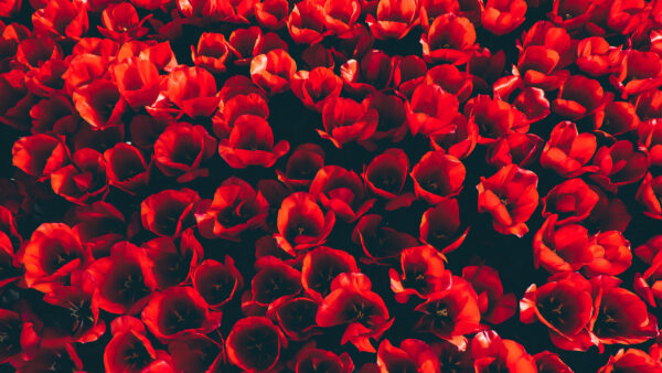 Wallpaper Red, Flowers, Tulip