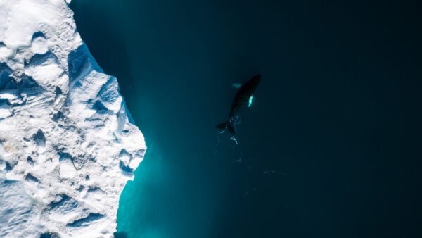 Wallpaper Whale, Iceberg