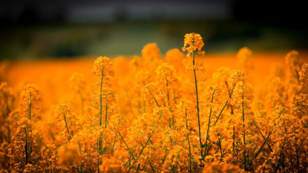 Wallpaper Desktop, Blur, Flowers, Background, Aesthetic, Orange