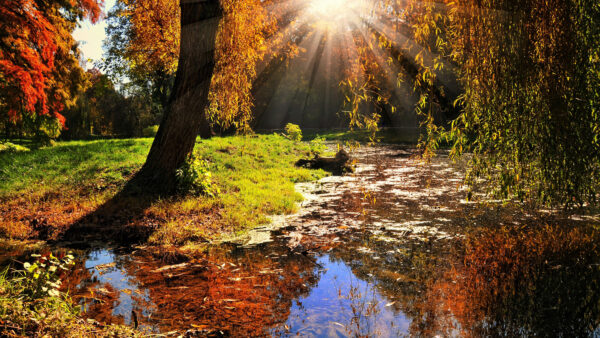 Wallpaper Fall, Colorful, Sunrays, Swamp, Background, Nature, Mobile, Reflection, Green, Grass, Desktop, Water, Autumn, Field, Trees