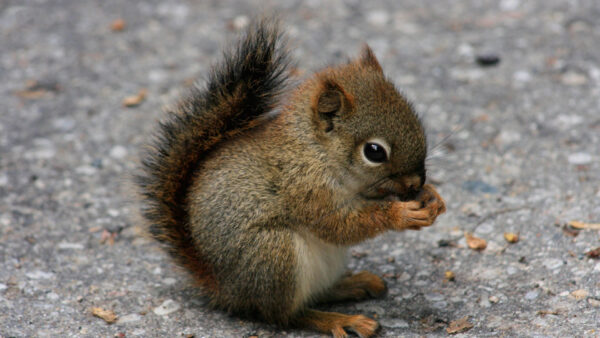 Wallpaper Desktop, Eating, Squirrel, Black, Nuts, Baby, Brown, Road