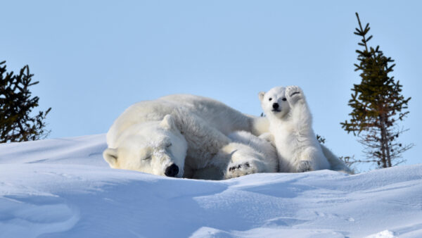 Wallpaper Sitting, Bear, Small, Big, Bears, Are, Snow, Polar, And