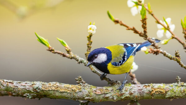 Wallpaper Birds, Tree, Titmouse, Yellow, Standing, Blur, Blue, Branch, Background