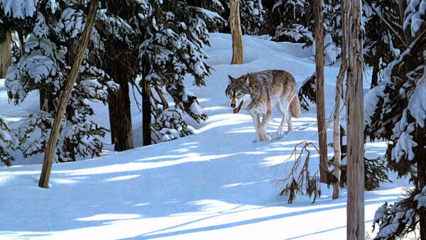 Wallpaper Snow, Desktop, Trees, Animals, Wolf, With, And, Landscape, Covered