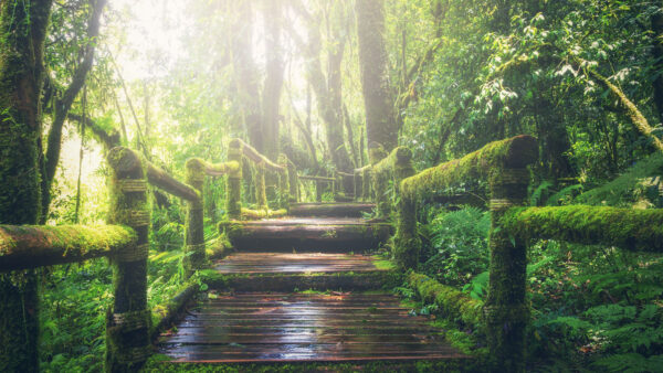 Wallpaper Covered, Bridge, Forest, Trees, Algae, Between, Nature