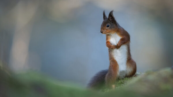 Wallpaper Mobile, Squirrel, Blur, Back, Looking, White, Background, Desktop, Brown