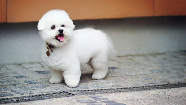 Wallpaper Pet, Out, Tongue, Floor, Puppy, Chubby, Stone, With, White, Dogs, Dog