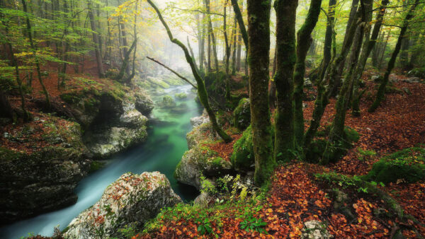 Wallpaper Trunk, Desktop, Algae, Nature, Rock, And, Between, Forest, River, Treen, Covered