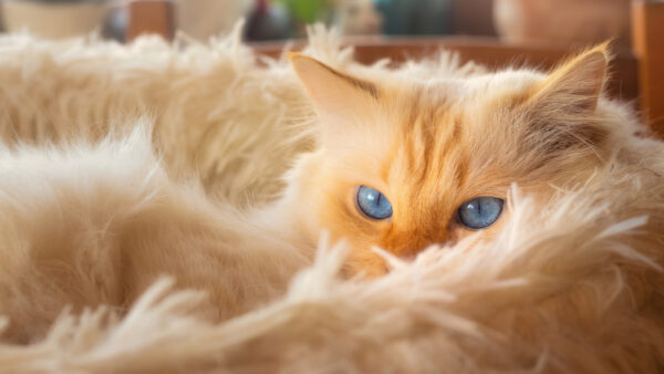 Wallpaper With, Cat, Eyes, Desktop, White, Blue