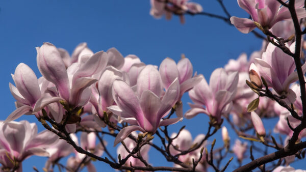 Wallpaper Flowers, Pink, Under, Magnolia, Blue, Blossom, Desktop, Sky, White