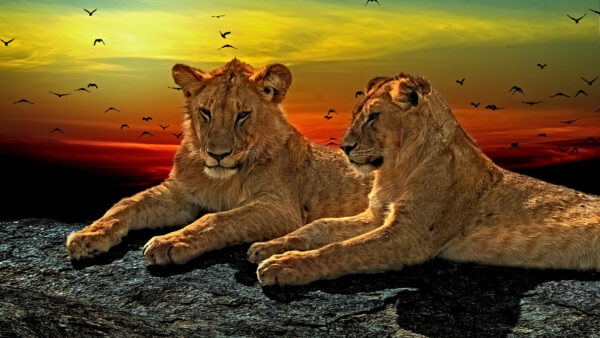 Wallpaper Desktop, Predator, Big, Wildlife, Cat, Lion