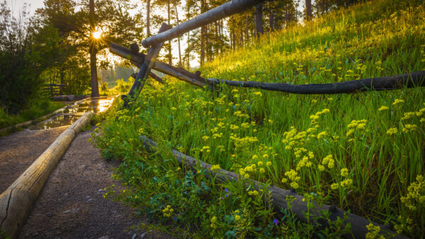 Wallpaper Desktop, Trees, Grass, Flowers, Mobile, Sunrays, Nature, Yellow, Field, Fence, Green, Background