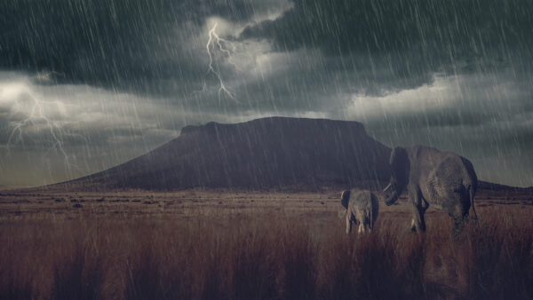 Wallpaper Desktop, And, Rain, Elephant, Animals, Lightning, Clouds, Mountain, View, With, Background, Back, Baby