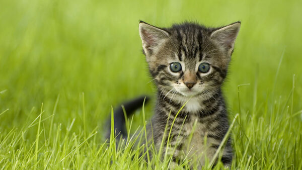 Wallpaper Cat, Kitten, Green, Black, Background, Grey, Eyes, Sitting, Grass, Cute, White