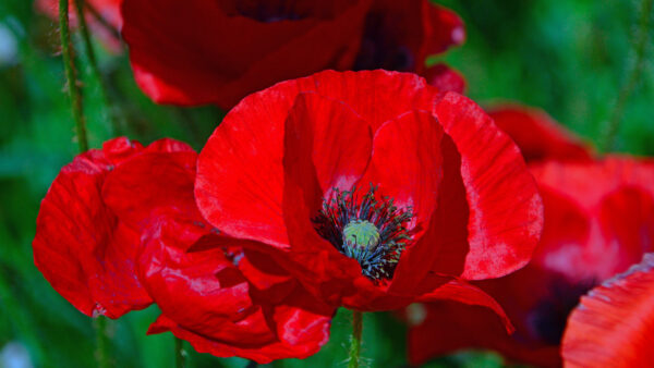 Wallpaper Poppies, Red, Green, Floral, Flowers, Background
