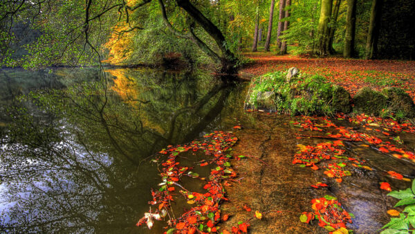 Wallpaper Trees, Leaves, Autumn, Mobile, Desktop, Background, Park, Fall, Forest, Pond