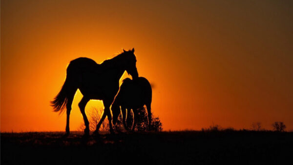Wallpaper Background, With, Desktop, Horse, Sunset, Horses