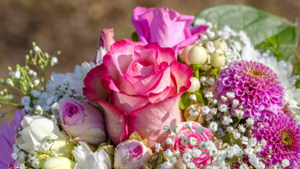 Wallpaper Colorful, Chrysanthemum, Purple, Roses, Flowers