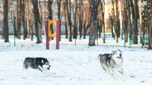 Wallpaper Animal, Blur, Wolves, Two, Background, Are, Snow, Desktop, Running, Animals