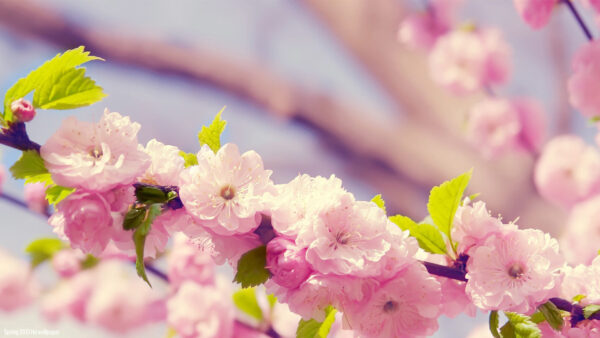 Wallpaper With, Blossom, Background, Branches, Leaves, Spring, Light, Pink, Green, Dark, Tree, Flowers, Desktop