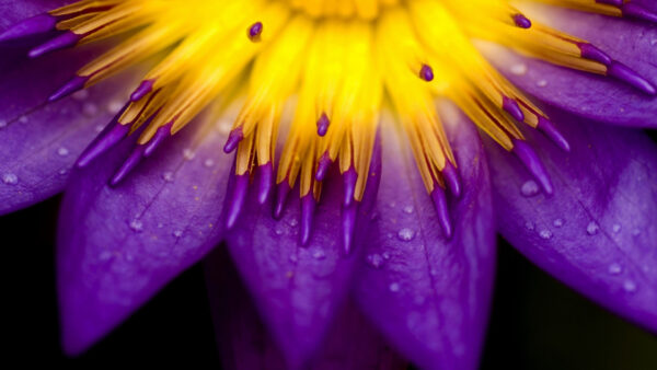 Wallpaper Petals, Yellow, Water, Purple, Flowers, Drops