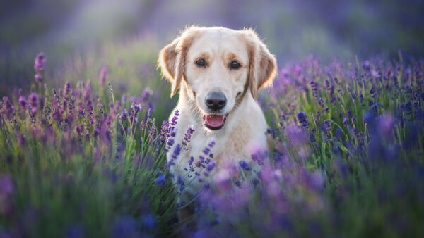 Wallpaper Labrador, Standing, Retriever, Field, Lavender, Dog
