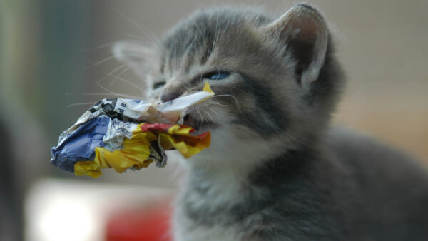 Wallpaper Holding, Crunched, Kitten, Mouth, Gray, Paper, Desktop, With