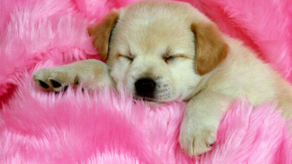 Wallpaper Soft, Woolen, Cute, Sleeping, Pink, Puppy, Blanket, Desktop