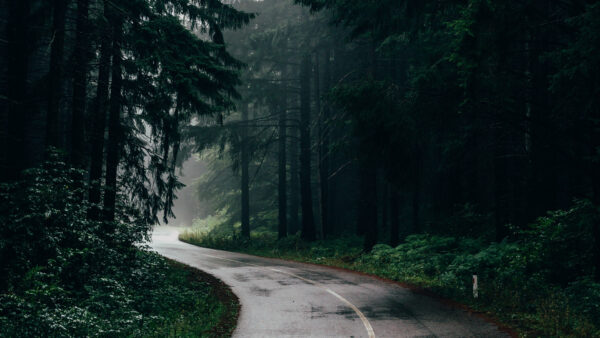 Wallpaper Green, Forest, Nature, Bushes, Plants, Trees, Between, Beautiful, Road