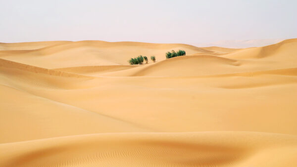 Wallpaper Sky, During, Bushes, Sand, Under, Daytime, Beautiful, Desert, Desktop, Green, Nature, Mobile, Blue