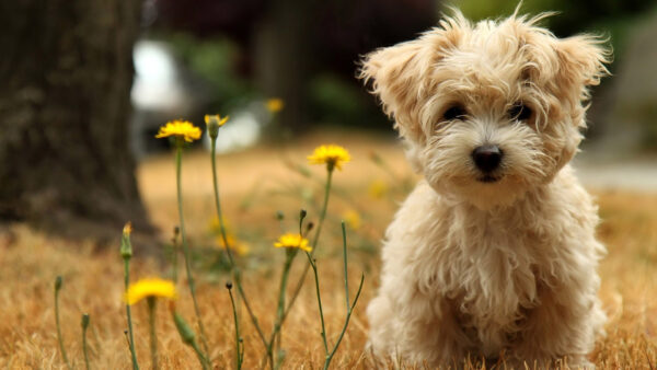 Wallpaper Brown, Fur, Dog, Grass, Dry