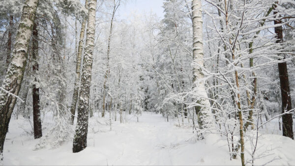 Wallpaper Field, During, Blue, Forest, Frozen, Winter, Sky, Daytime, Trees, Covered, Under, Desktop, Snow, Mobile