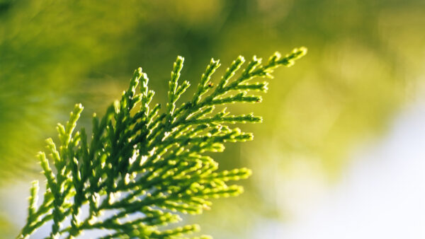 Wallpaper Background, Plant, Bokeh, Nature, Green, Leaves