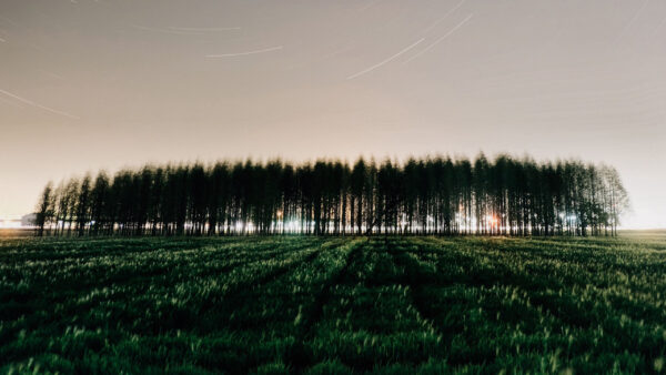 Wallpaper Trees, Long, Green, Sky, Grass, Nature, Stars, Clouds, Field