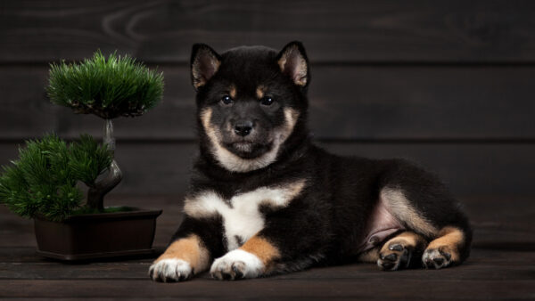 Wallpaper Dog, Floor, Black, Shiba, Sitting, White, Inu