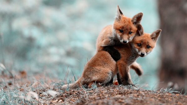 Wallpaper Funny, Foxes, Faces, Two, Puppy, Animals, Brown