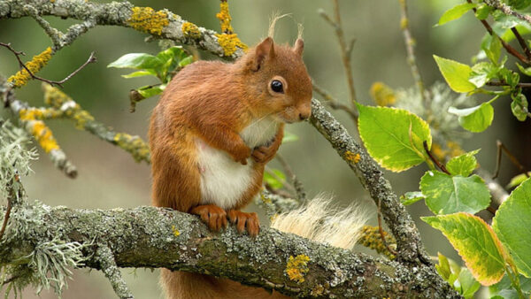 Wallpaper Tree, Squirrel, Blur, Standing, Background, White, Branch, Brown