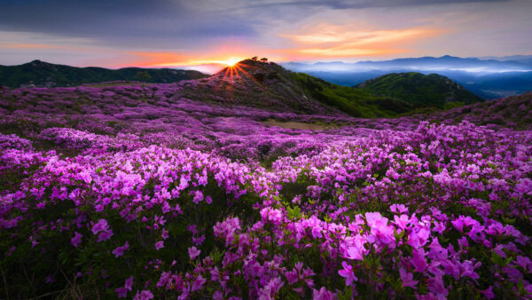 Wallpaper Bougainvillea, Mountains, Greenery, During, Field, Glabra, Nature, Under, Sunset, Sky, Flowers, Blue, Beautiful