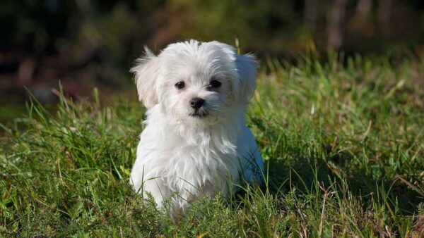 Wallpaper White, Dog, Standing, Green, Puppy, Grass