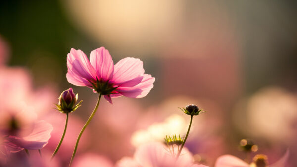 Wallpaper Pink, Background, Blur, Flowers, Buds, Cosmos, Aesthetic