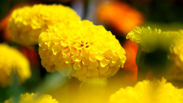 Wallpaper Closeup, Blur, Flowers, View, Background, Chrysanthemum, Yellow