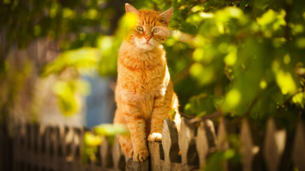 Wallpaper Green, Brown, Background, Tree, Light, Blur, Sitting, Leaves, Fence, Cat, Eyes, Yellow, Wood