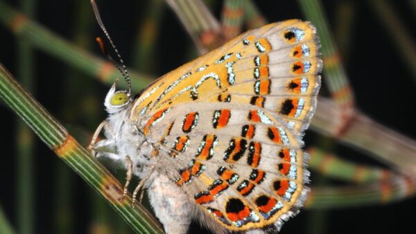 Wallpaper Red, Grass, Closeup, Black, Design, Butterfly, View, Dots, Yellow